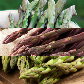 25 Mixed Varieties Asparagus Crowns - Premium Quality - Easy to Grow