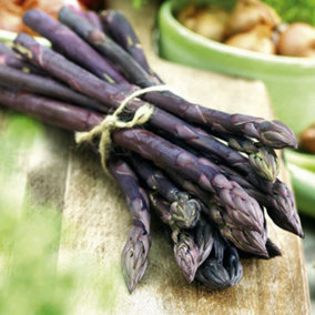 25 Pacific Purple Asparagus Crowns  - Premium Quality - Easy to Grow