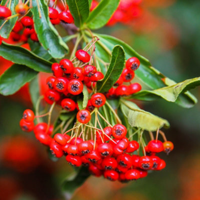25 Pyracantha 'Red Cushion' / Firethorn 'Red Cushion' 15-20cm Tall In ...