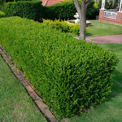 25 x Buxus Sempervirens - Evergreen Box Hedge Shrubs for Lush UK Gardens - Outdoor Plants (20-30cm Height Including Pot)