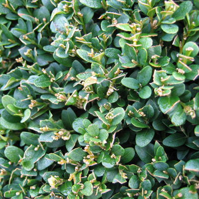 25 x Buxus Sempervirens in 9cm pot Slow Growing Evergreen Shrub Box Hedging for Gardens