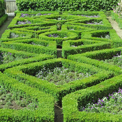 25 x Buxus Sempervirens in 9cm pot Slow Growing Evergreen Shrub Box Hedging for Gardens - 4