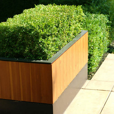 25 x Buxus Sempervirens in 9cm pot Slow Growing Evergreen Shrub Box Hedging for Gardens - 5