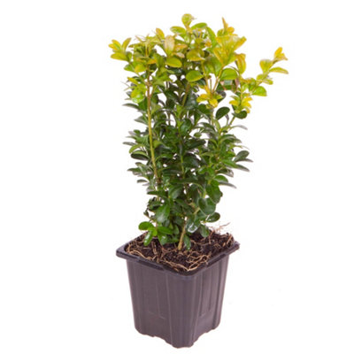 25 x Buxus Sempervirens in 9cm pot Slow Growing Evergreen Shrub Box Hedging for Gardens - 6