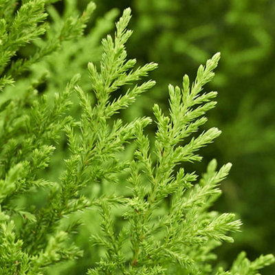 25 x Cupressus Conifer Macrocarpa Goldcrest Tree  in a 10.5cm Pots 28-30cm Tall Supplied as 25 x Established Cypress Trees