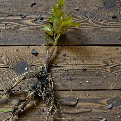 [Image: 25-x-lovage-bare-roots-for-planting-easy...height=600]