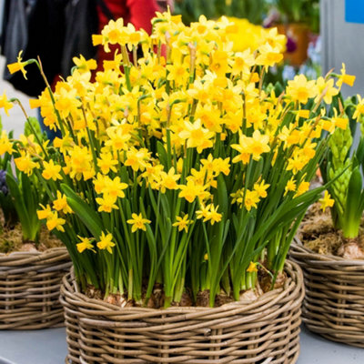 25 x Tete a Tete daffodil Bulbs - Dwarf Daffodil Bulbs - Narcissus Bulbs - Spring Bulbs for Planting Now