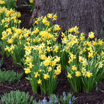 25 x Tete a Tete daffodil Bulbs - Dwarf Daffodil Bulbs - Narcissus Bulbs - Spring Bulbs for Planting Now - 3