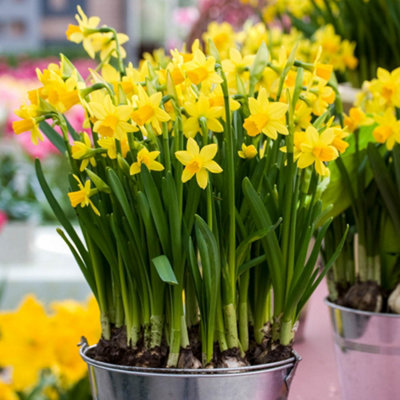25 x Tete a Tete daffodil Bulbs - Dwarf Daffodil Bulbs - Narcissus Bulbs - Spring Bulbs for Planting Now - 4