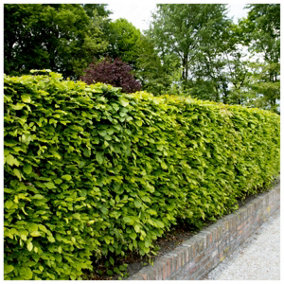 250 Green Beech Hedging Plants 2-3ft Fagus Sylvatica Trees,Brown Winter Leaves 3FATPIGS