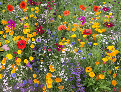 250g Wildflower Seeds Mix Seed Wild Flowers Garden Bee Scented Meadow Flower NO GRASS