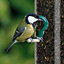 25kg SQUAWK Nyjer Seeds - Quality Wild Bird Feed High Energy Garden Finch Food