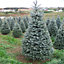 2ft Blue Spruce Pot Grown Christmas Tree - Real Living Potted Plant