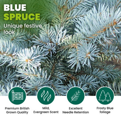 2ft Blue Spruce Pot Grown Christmas Tree - Real Living Potted Plant
