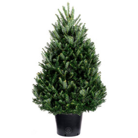 2ft Fraser Fir Pot Grown Christmas Tree - Real Living Potted Plant
