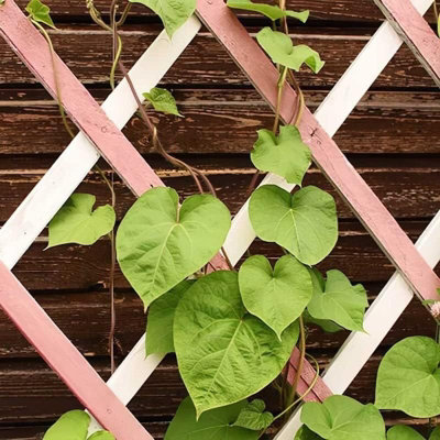 2ft x 6ft Home and Garden Expanding Wooden Garden Trellis - Robust Climbing Plant & Vegetable Support - 5
