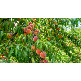 2x Large Rochester Peach Trees 5-6ft Tall Ideal For Patio Pots
