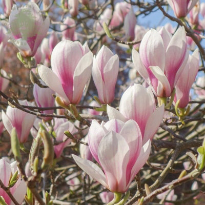2x Magnolia Soulangeana Plants in 10cm Pots - Ready to Plant Deciduous Plants