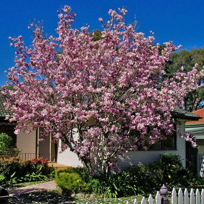 2x Magnolia Soulangeana Plants in 10cm Pots - Ready to Plant Deciduous Plants
