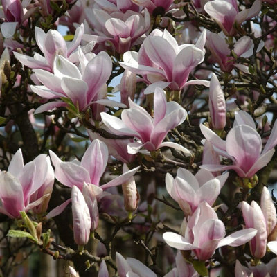 2x Magnolia Soulangeana Plants in 10cm Pots - Ready to Plant Deciduous Plants - 3