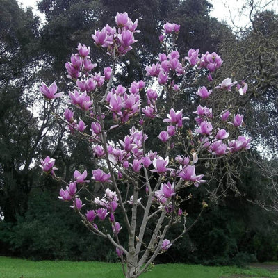 2x Magnolia Soulangeana Plants in 10cm Pots - Ready to Plant Deciduous Plants - 4