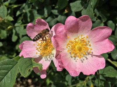 3-4ft Dog Rose (Rosa Canina) Field Grown Bare Root Hedging Plants Tree ...