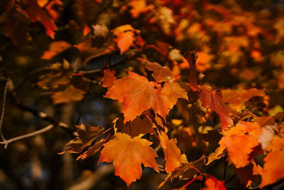 3-4ft Field Maple (Acer Campestre) Grade A Bare Root Hedging Plant Tree ...