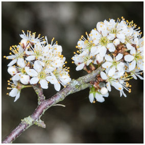 3 Blackthorn Hedging 1ft, Prunus Spinosa, In 1L Pot  Native Sloe Berry Hedge