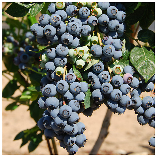 3 Blueberry \'Herbert\' Plant / Fruit Bush In 9cm Pot, Very Tasty Edible  Berries 3FATPIGS | DIY at B&Q