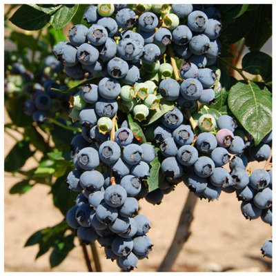Blueberry DIY 3FATPIGS \'Herbert\' Very Tasty B&Q Edible Plant 3 at / 9cm In | Berries Fruit Bush Pot,