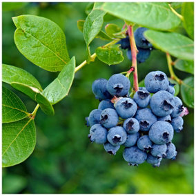 3 'Bluecrop' Blueberry / Vaccinium cor. 'Bluecrop' 25cm In 9cm pot 3FATPIGS