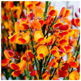 3 Cytisus 'Lena' Broom Plants In 2L Pots, Stunning Fragrant Red/Yellow Flowers