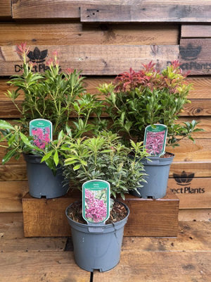 3 Extra Large Mixed Pieris Evergreen Shrubs in 3 Litre Pots By Direct ...