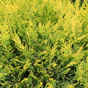 3 Golden Leylandii Evergreen Hedging Plant 40-60cm in 9cm Pot / Cupressocyparis leylandii 'Castlewellan Gold' 3FATPIGS