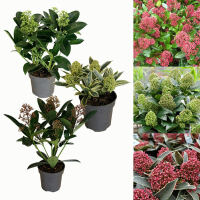 3 Large Skimmia Plants in 9cm Pots - Mixed Varieties - Autumn/Winter ...