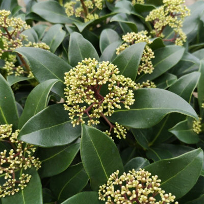 3 Large Skimmia Plants in 9cm Pots - Mixed Varieties - Autumn/Winter Colour - 3