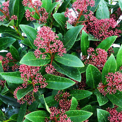 3 Large Skimmia Plants in 9cm Pots - Mixed Varieties - Autumn/Winter Colour - 4