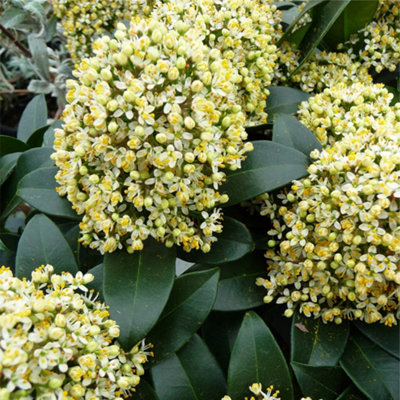 3 Large Skimmia Plants in 9cm Pots - Mixed Varieties - Autumn/Winter Colour - 5