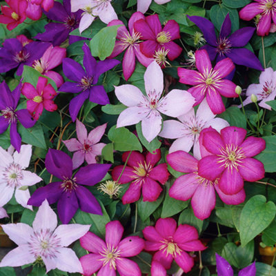 Clematis, white on sale w/pink stripes on trellis 1