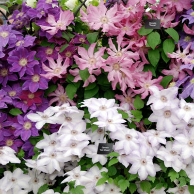 3 Mixed Clematis - Beautiful Flowering Vines for UK Gardens - Outdoor Plants (30-40cm Height Including Pot) - 3