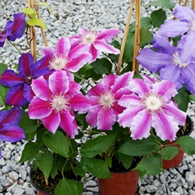 3 Mixed Clematis - Beautiful Flowering Vines for UK Gardens - Outdoor Plants (30-40cm Height Including Pot) - 4
