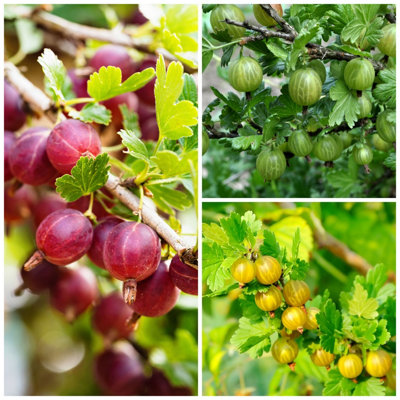 WEB限定お買い得商品の新着アイテム - Plants Gooseberry Mixed 3 Red, Bushes Yellow and Green 画材