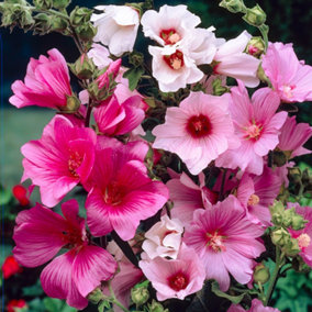 3 Mixed Lavatera - Lovely Flowering Shrubs for UK Gardens - Outdoor Plants (20-30cm Height Including Pot)