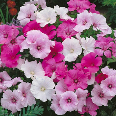 3 Mixed Lavatera - Lovely Flowering Shrubs for UK Gardens - Outdoor Plants (20-30cm Height Including Pot) - 3