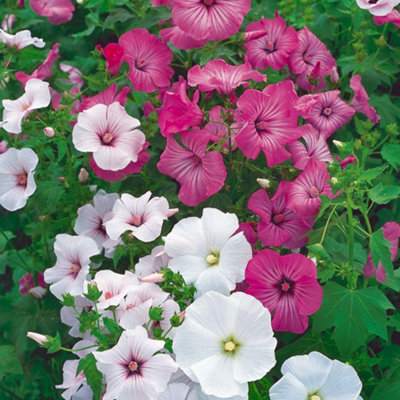 3 Mixed Lavatera - Lovely Flowering Shrubs for UK Gardens - Outdoor Plants (20-30cm Height Including Pot) - 4