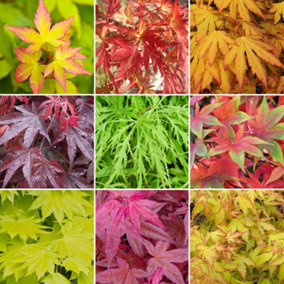 3 x Acer Mix - Assorted Japanese Maple Trees for Beautiful UK Gardens - Outdoor Plants (30-40cm Height Including Pot)