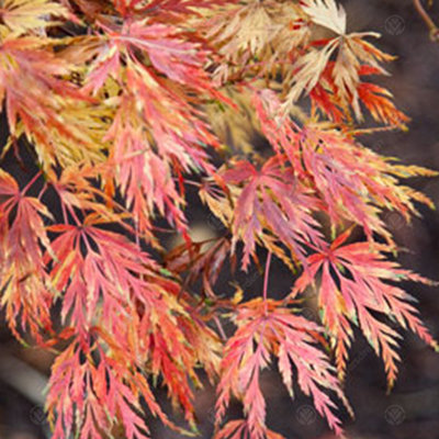 3 x Acer Mix - Assorted Japanese Maple Trees for Beautiful UK Gardens - Outdoor Plants (30-40cm Height Including Pot) - 4