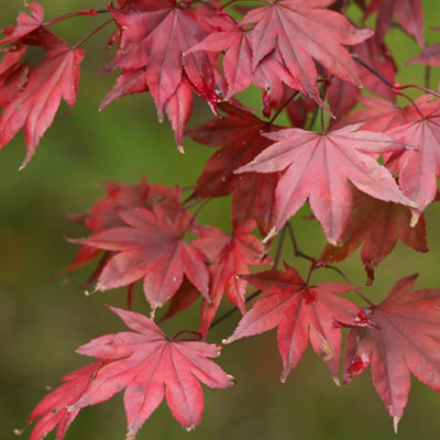 3 x Acer Mix - Assorted Japanese Maple Trees for Beautiful UK Gardens - Outdoor Plants (30-40cm Height Including Pot) - 5
