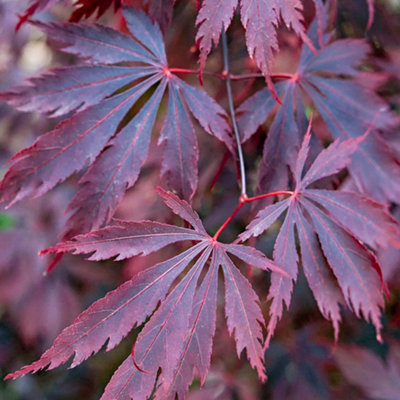 3 x Acer Mix - Assorted Japanese Maple Trees for Beautiful UK Gardens - Outdoor Plants (30-40cm Height Including Pot) - 6