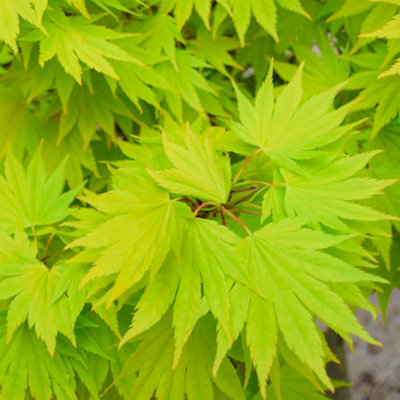 3 x Acer Mix - Assorted Japanese Maple Trees for Beautiful UK Gardens - Outdoor Plants (30-40cm Height Including Pot) - 7